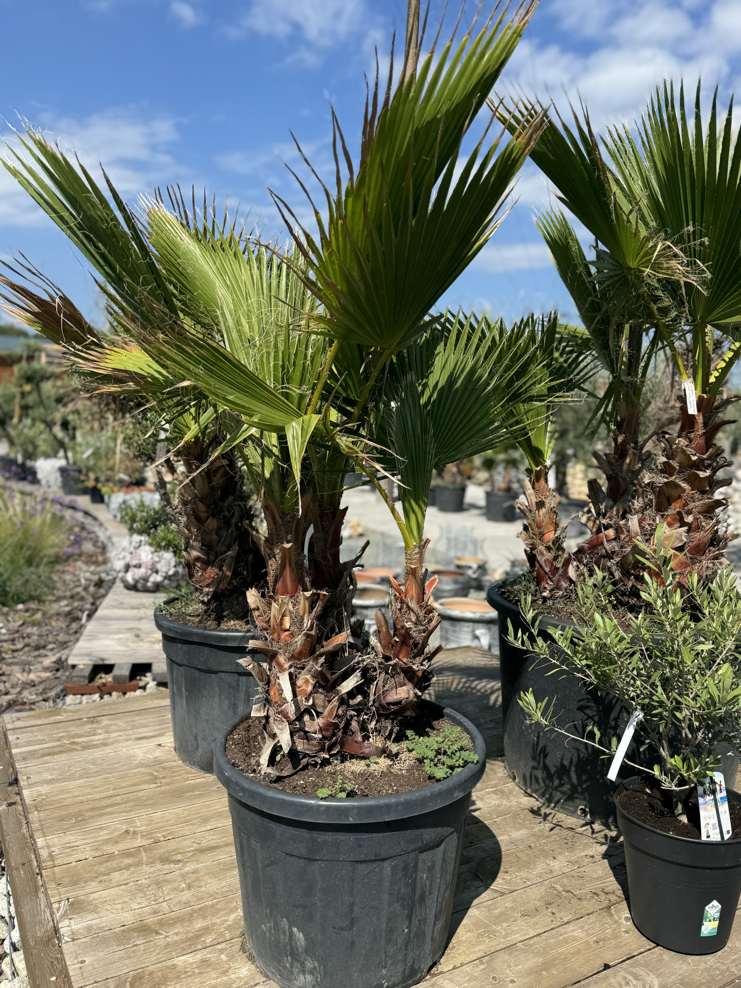 Washingtonia Robusta 3-kmenná