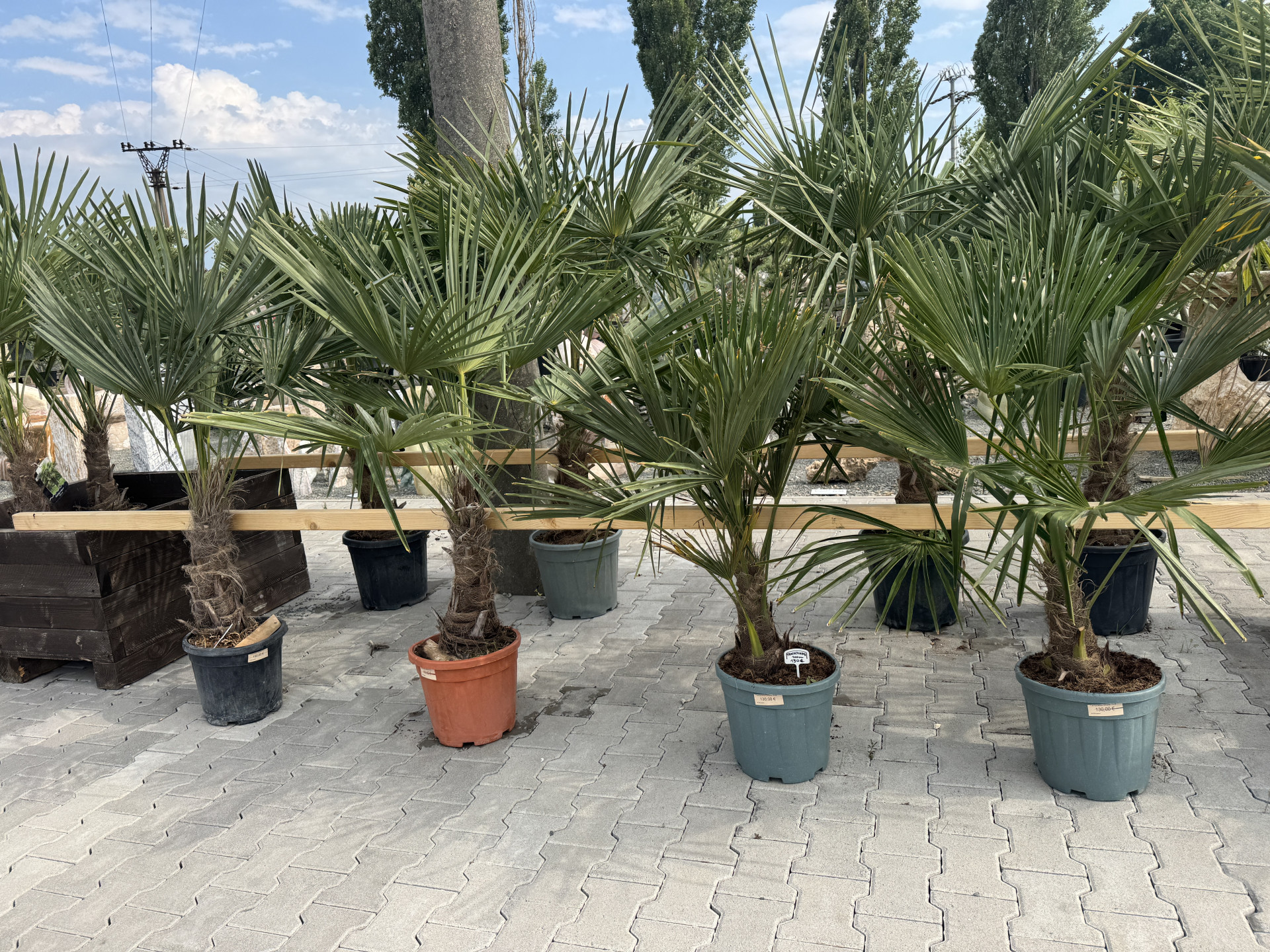 Trachycarpus Fortunei 150cm